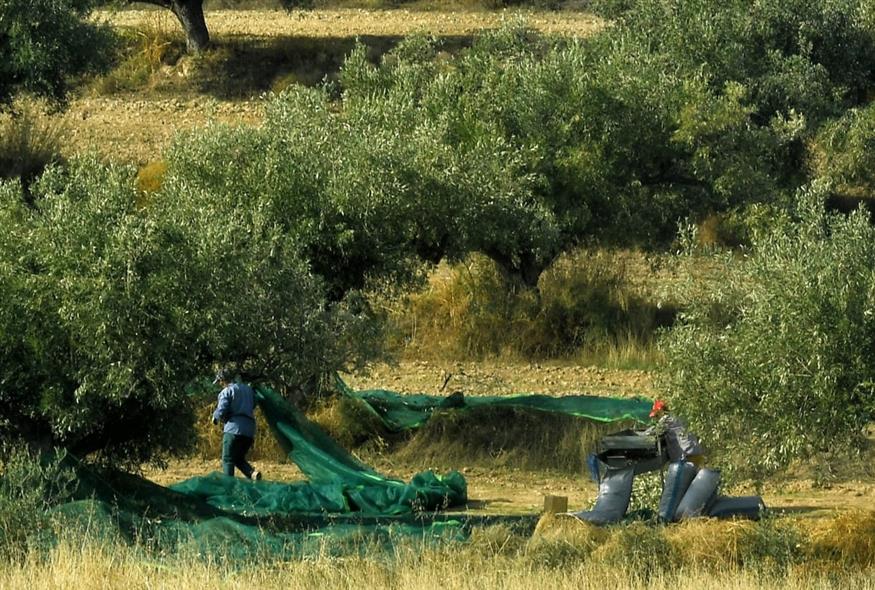 Χωράφια (ΨΩΜΑΣ ΒΑΣΙΛΗΣ/INTIME)