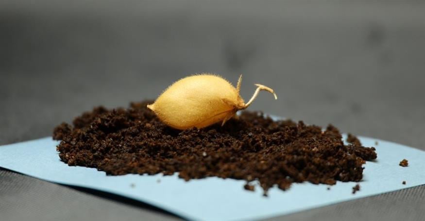 Καλλιέργεια ρεβιθιού