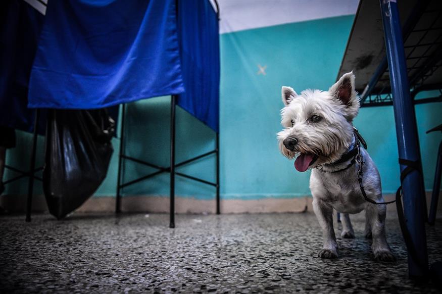 Ο σκύλος που έκλεψε την παράσταση στις εκλογές (Eurokinissi/Tατιάνα Μπόλαρη)