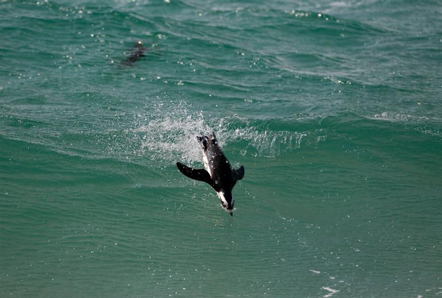 Αφρικανικοί πιγκουίνοι (AP Photo/Schalk van Zuydam) Αφρικανικοί πιγκουίνοι (AP Photo/Schalk van Zuydam)