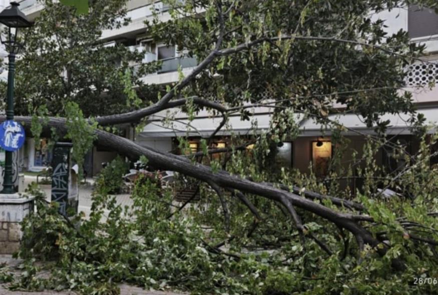 Βόλος: Ανεμοθύελλα ξερίζωσε δέντρα και προκάλεσε ζημιές (ΕΡΤ)