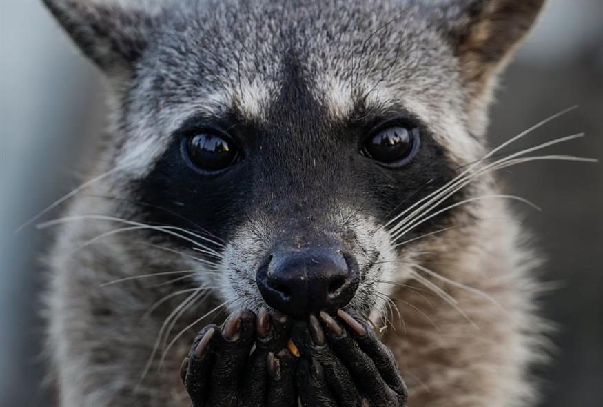 raccoon