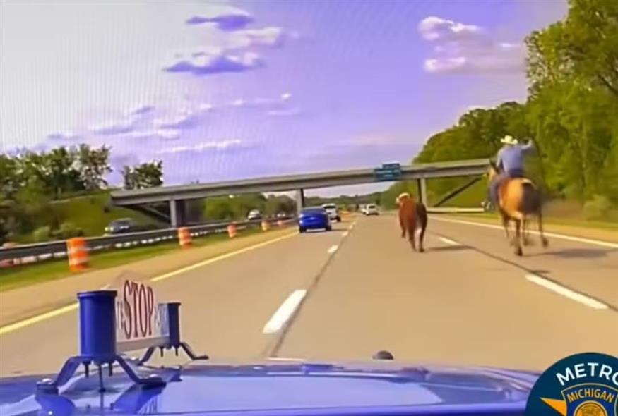 Αγελάδα σε αυτοκινητόδρομο