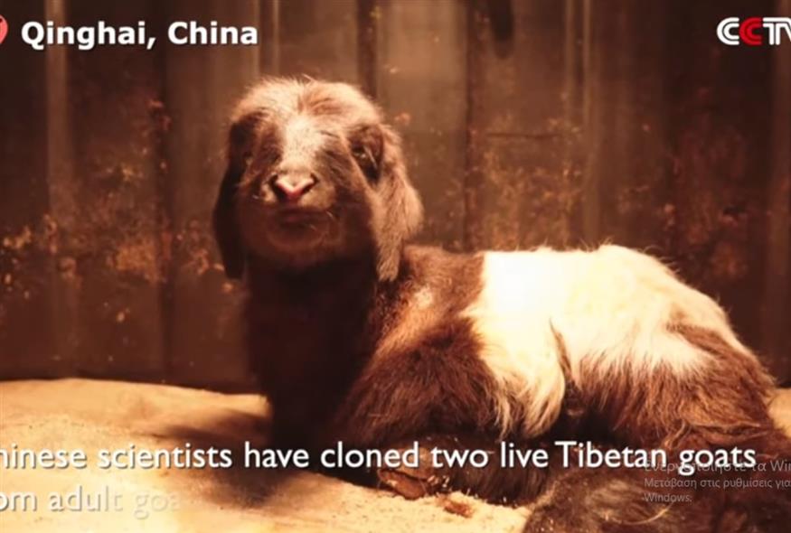 Κίνα: Επιστήμονες κλωνοποίησαν θιβετιανές κατσίκες
