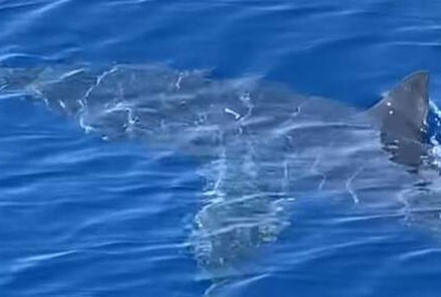Καρχαρίας στη θαλάσσια περιοχή της νοτίου Δωδεκανήσου (FACEBOOK)