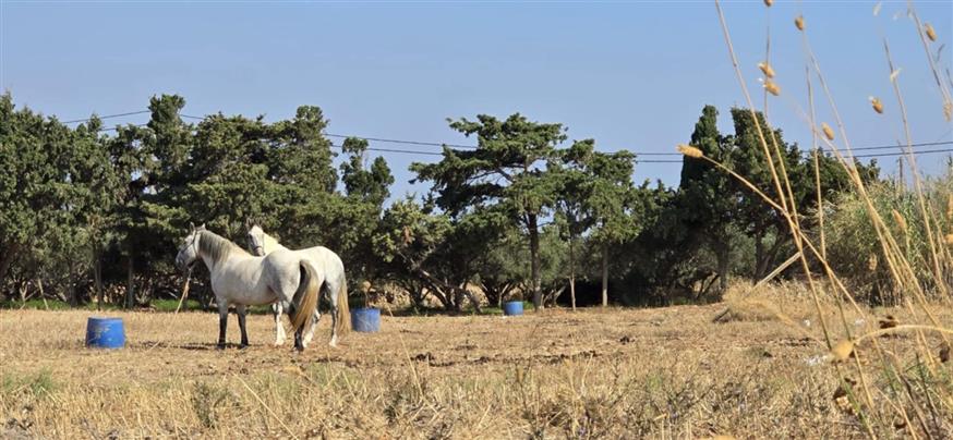 Παραμελημένα και κακοποιημένα ζώα στην Πάρο Παραμελημένα και κακοποιημένα ζώα στην Πάρο