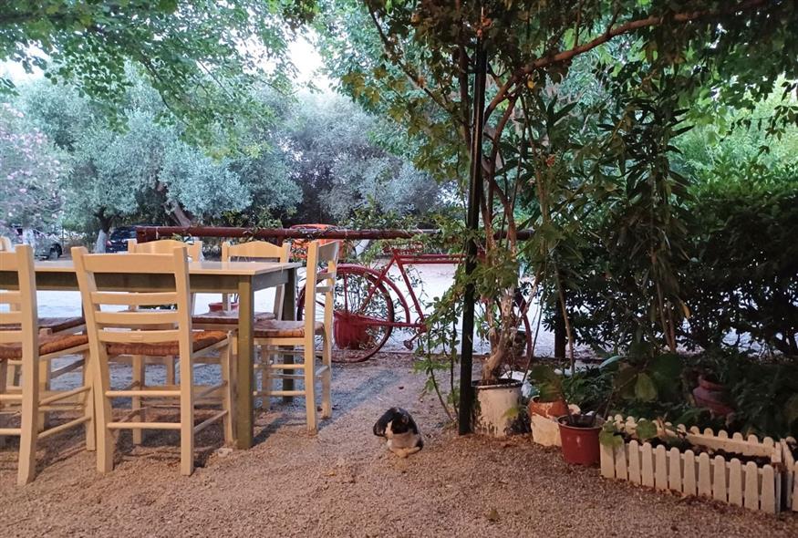 Πρασινάδα, χαλικάκι, ποδήλατο και η απαραίτητη γάτα | ©Χριστίνα Τσαμουρά Πρασινάδα, χαλικάκι, ποδήλατο και η απαραίτητη γάτα | ©Χριστίνα Τσαμουρά