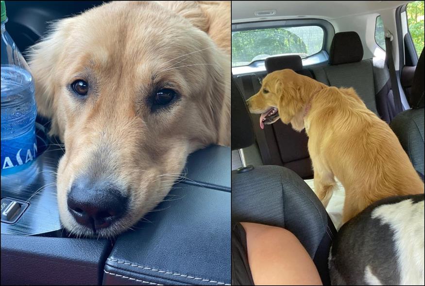 Άφησε τον σκύλο της για δύο λεπτά και τον βρήκε με μπλε γλώσσα (Instagram)