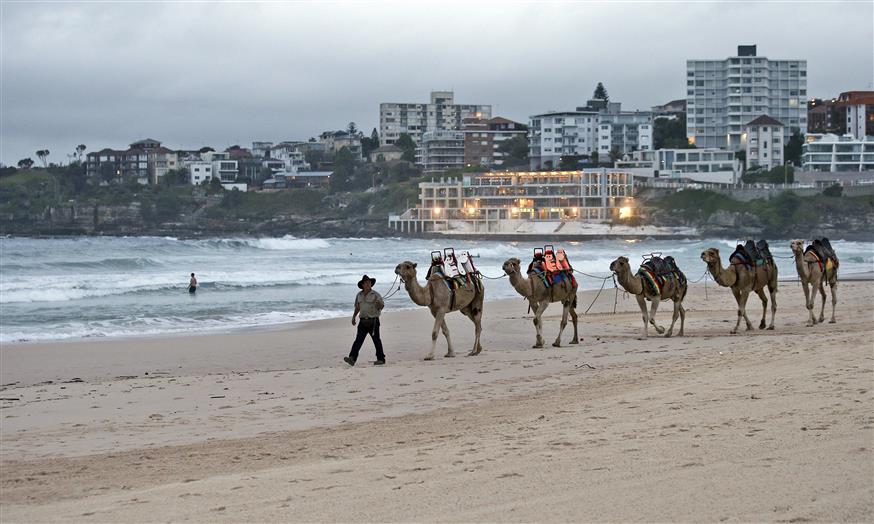 Καμήλες στην Αυστραλία/(AP Photo/Rob Griffith)