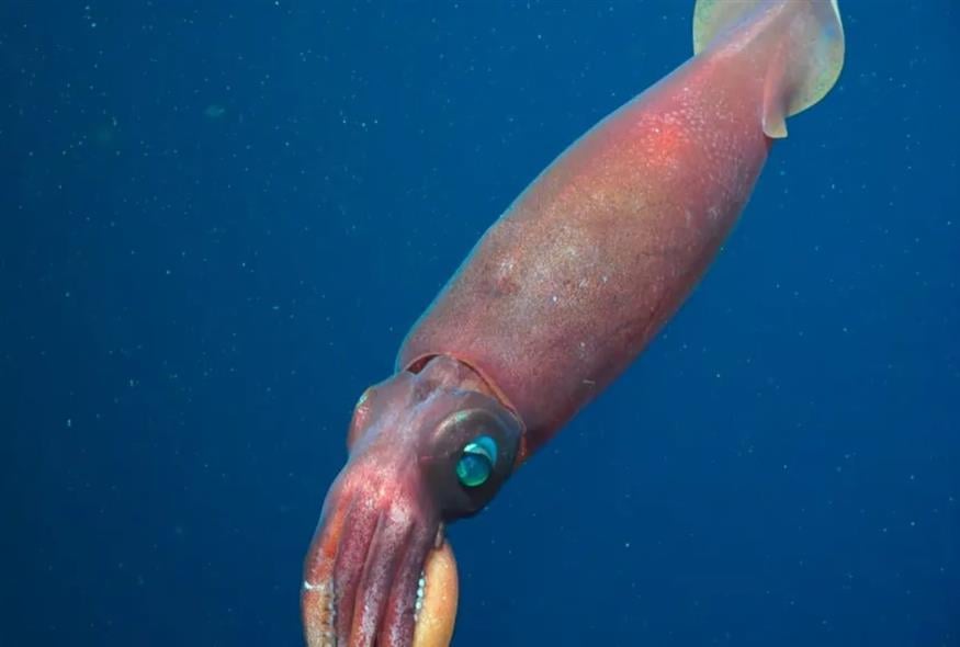 Το γιγάντιο καλαμάρι (Πηγή: Schmidt Ocean Institute)