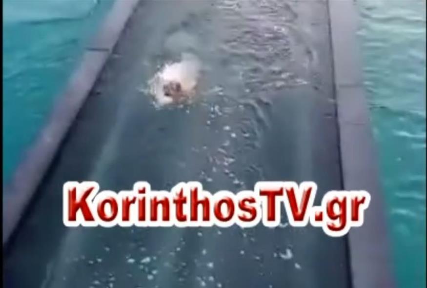 Στιγμιότυπο από τις αγωνιώδεις προσπάθειες του σκύλου να βγει στη στεριά/korinthostv.gr