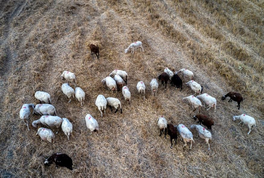 Πρόβατα (ΑΝΤΩΝΗΣ ΝΙΚΟΛΟΠΟΥΛΟΣ/EUROKINISSI)