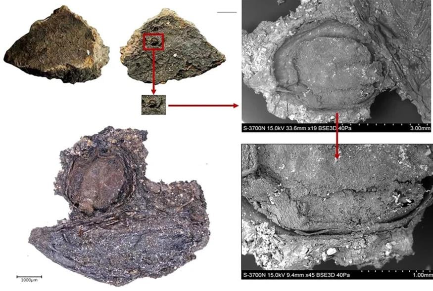 Υπολείμματα βιβούρνου (CNN)