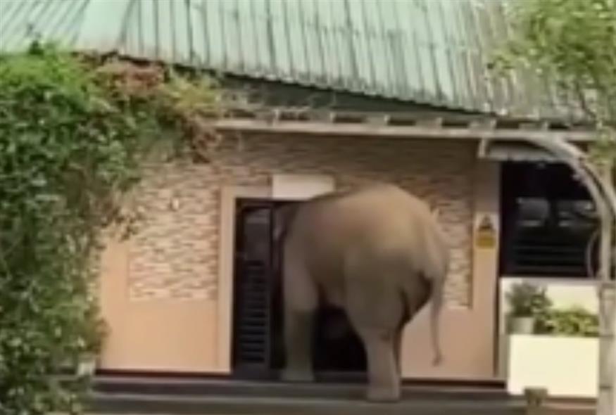 Απρόσκλητος ελέφαντας «μπουκάρει» σε πανεπιστήμιο της Ινδίας