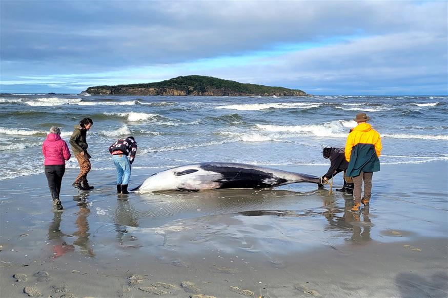Φάλαινα με «δόντια φτυαριού»/Department of Conservation via AP