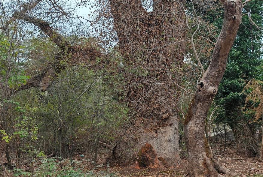 Πλάτανος με ηλικία σχεδόν μίας χιλιετίας είναι έτοιμος να καταρρεύσει καθώς έχει προσβληθεί από τον θανατηφόρο μύκητα / φωτογραφία Κώστας Ασημακόπουλος για το ethnos.gr