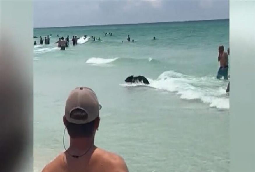 Αρκούδα βούτηξε σε πολυσύχναστη παραλία στη Φλόριντα για να δροσιστεί/cnn