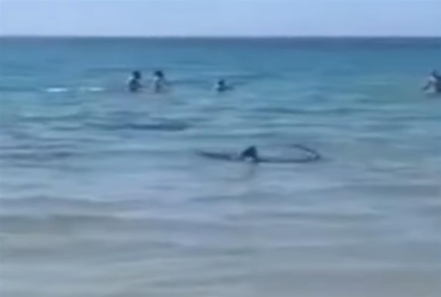 Πανικός σε παραλία της Ισπανίας: Καρχαρίας εμφανίστηκε στα ρηχά νερά/video capture YouTube