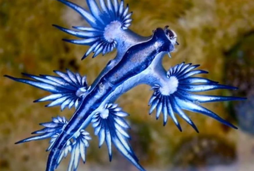 μπλε δράκος