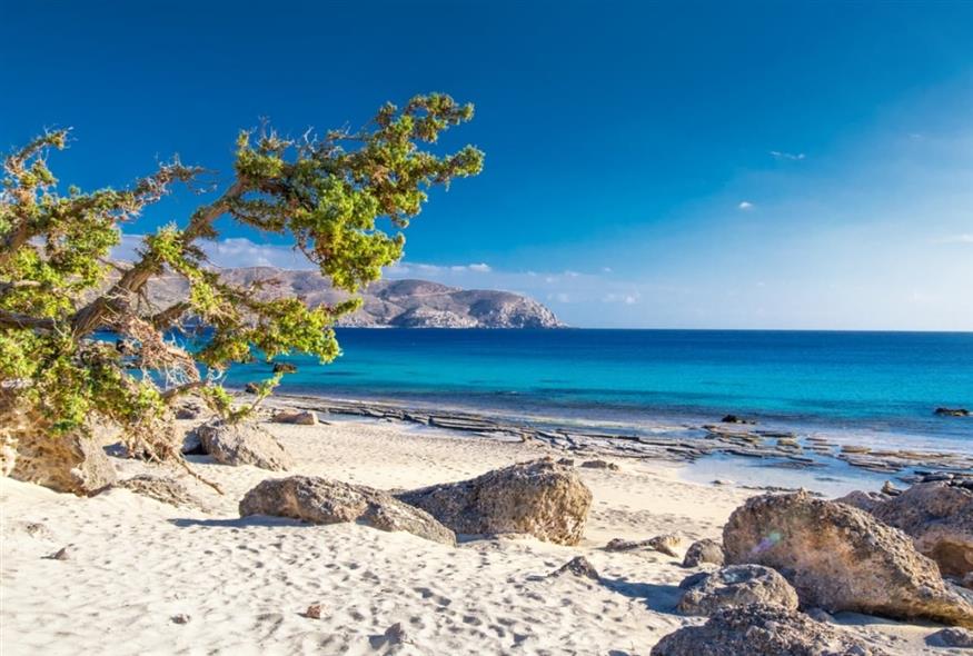 Κεδροδάσος