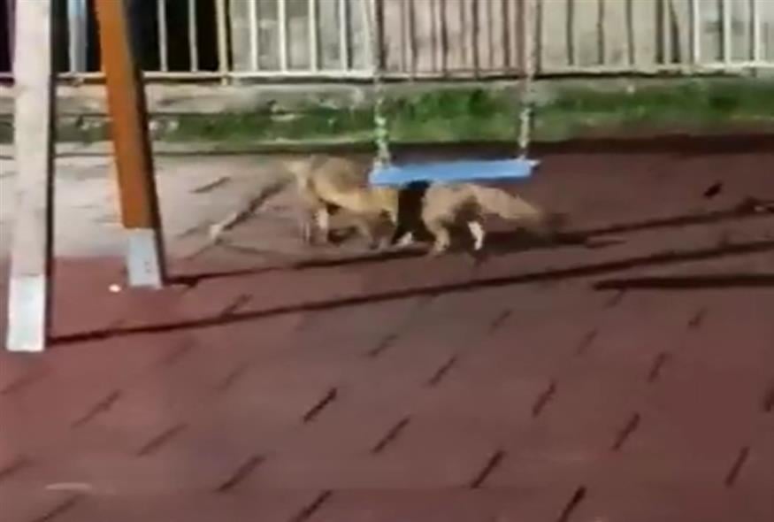 Αλεπούδες παίζουν σε παιδική χαρά στην Κόνιτσα/video capture ipeirorika