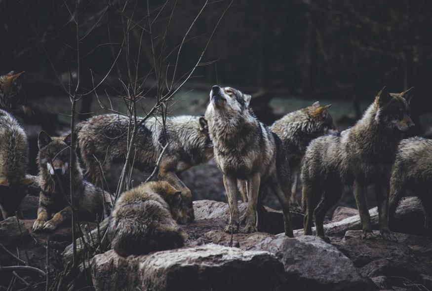 Αγέλη λύκων (UNSPLASH)