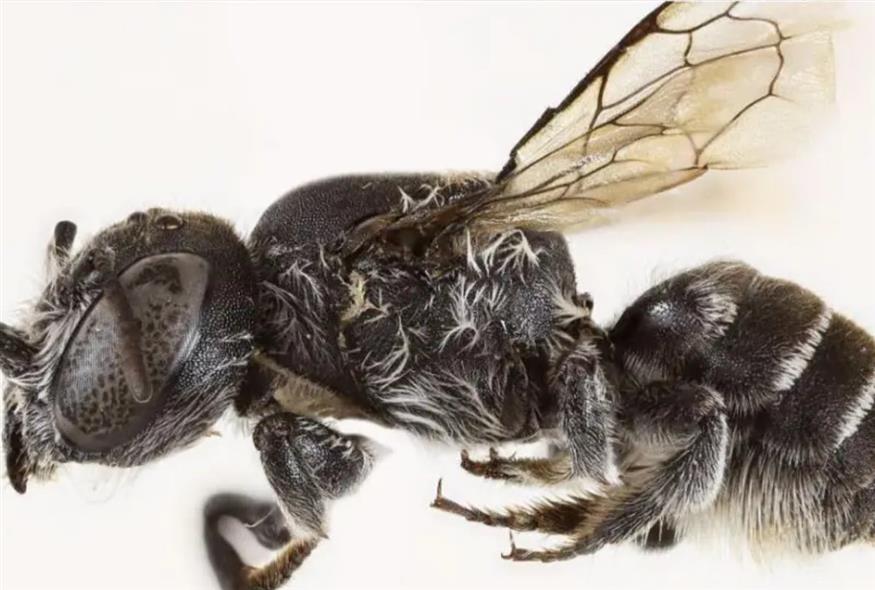 μέλισσα (BBC)