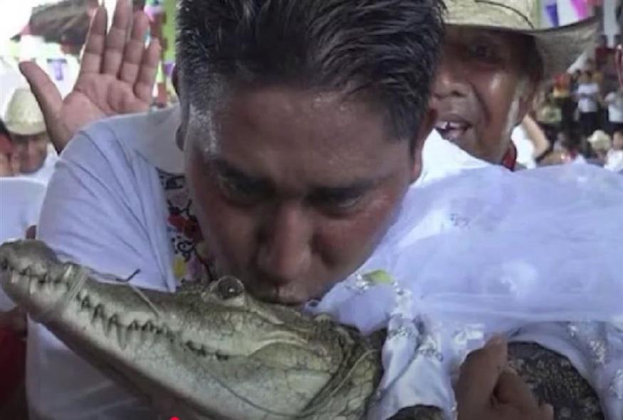 Δήμαρχος παντρεύτηκε αλιγάτορα (YOUTUBE)