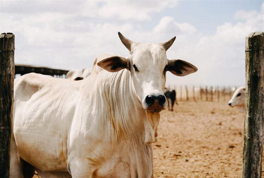 Αγελάδα ράτσας Nelore (Unsplash)
