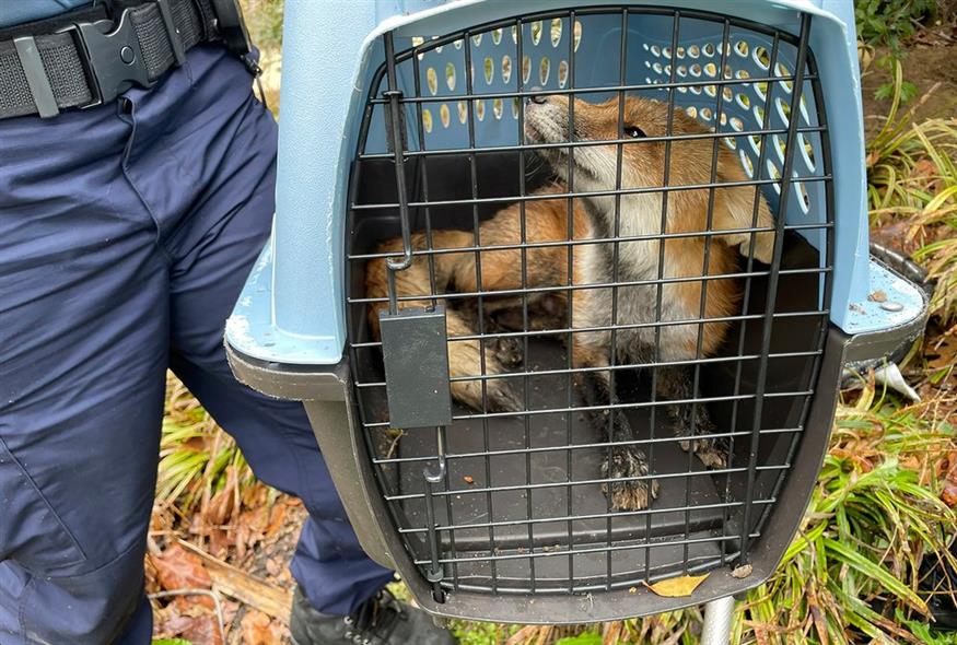 Αλεπού που «συνελήφθη» στο Καπιτώλιο / U.S. Capitol Police via AP