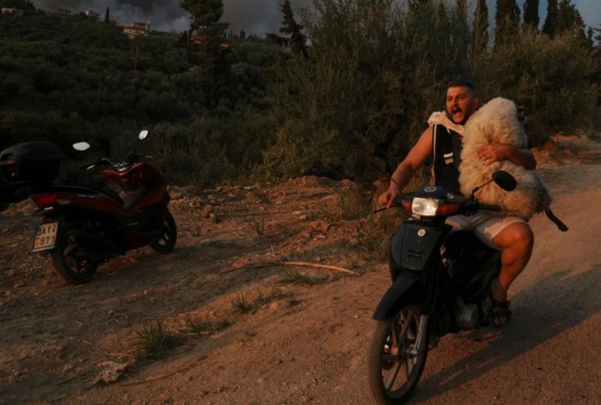 Νεαρός διασώζει πρόβατο από τις φλόγες στη φωτιά της Αχαΐας/AP Photos