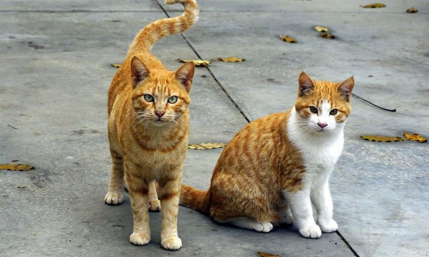 Κίνα: Σε καραντίνα οι γάτες για να μη γίνουν υπερμεταδότες κορονοϊού | Έθνος
