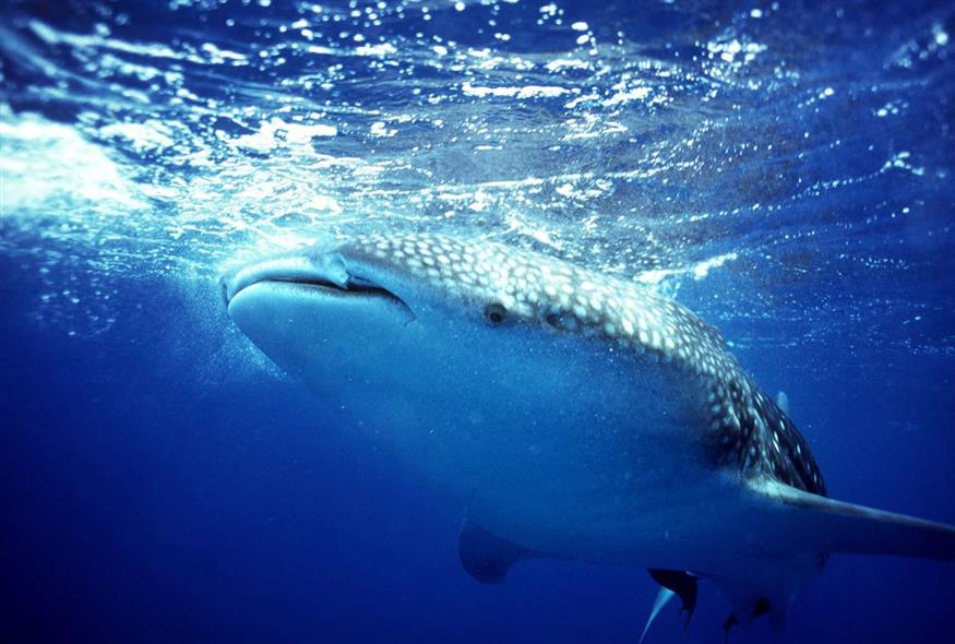 Φαλαινοκαρχαρίας (AP Photo/Sam Shelanski)