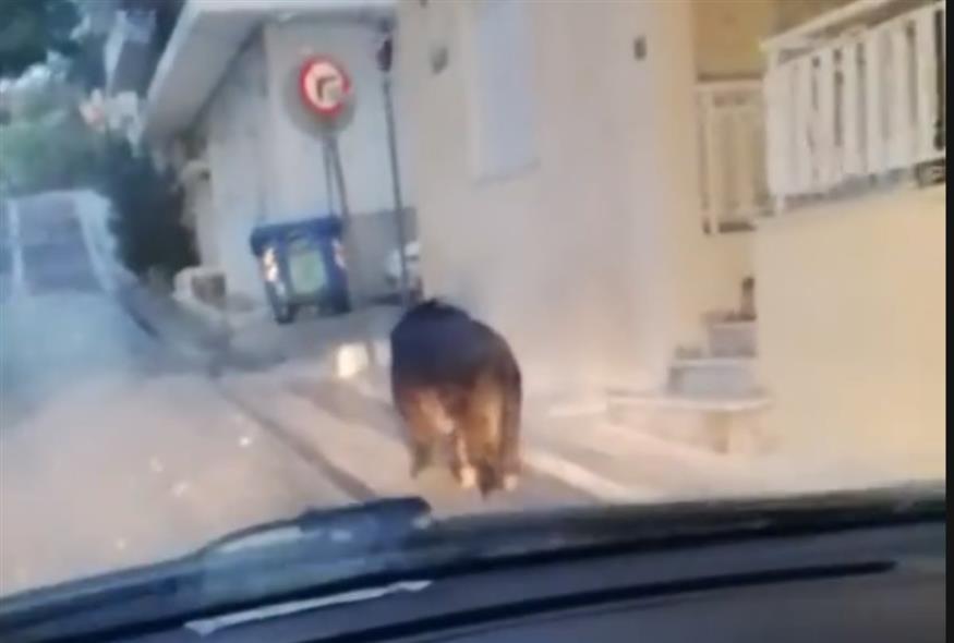 Στιγμιότυπο από το βίντεο (TikTok)