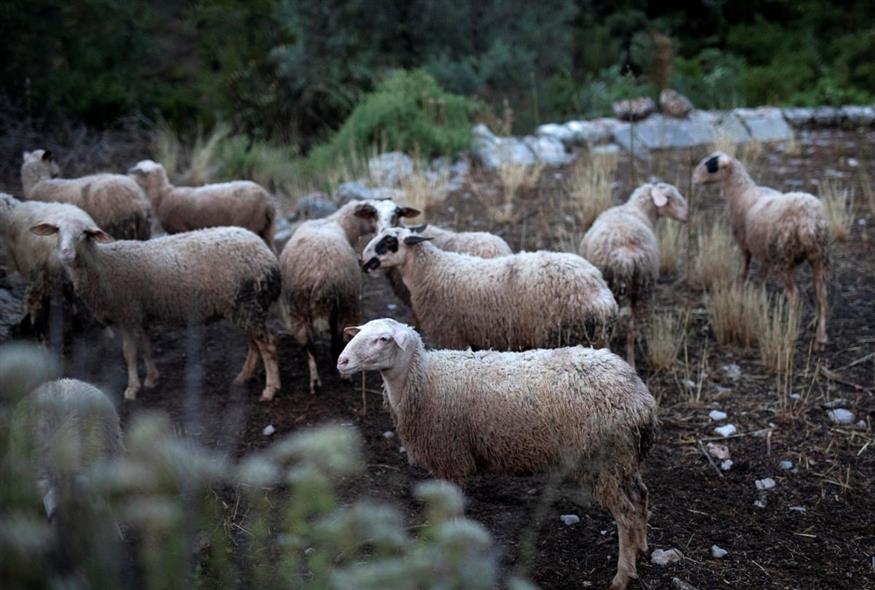 Ευλογιά (INTIME)