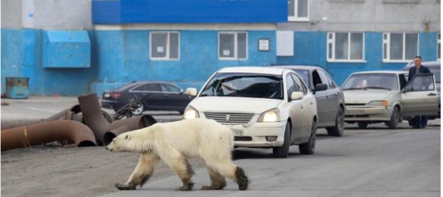 Η πολική αρκούδα που σοκάρει την ανθρωπότητα/social media