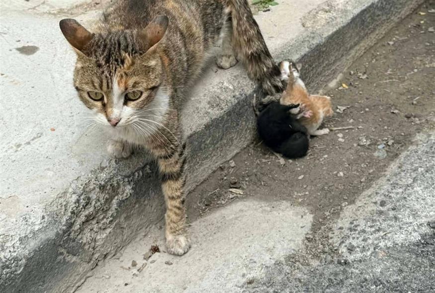 Βόλος: Εδεσαν νεογέννητα γατάκια στην ουρά της μάνας τους (gegonota.news)