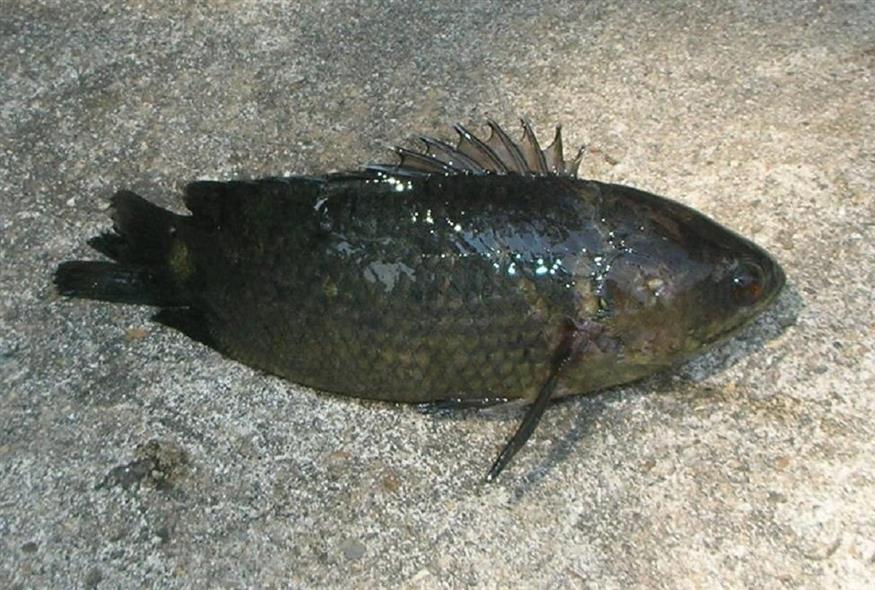 Το είδος Anabas testudineus (Copyright: Wikimedia Commons)
