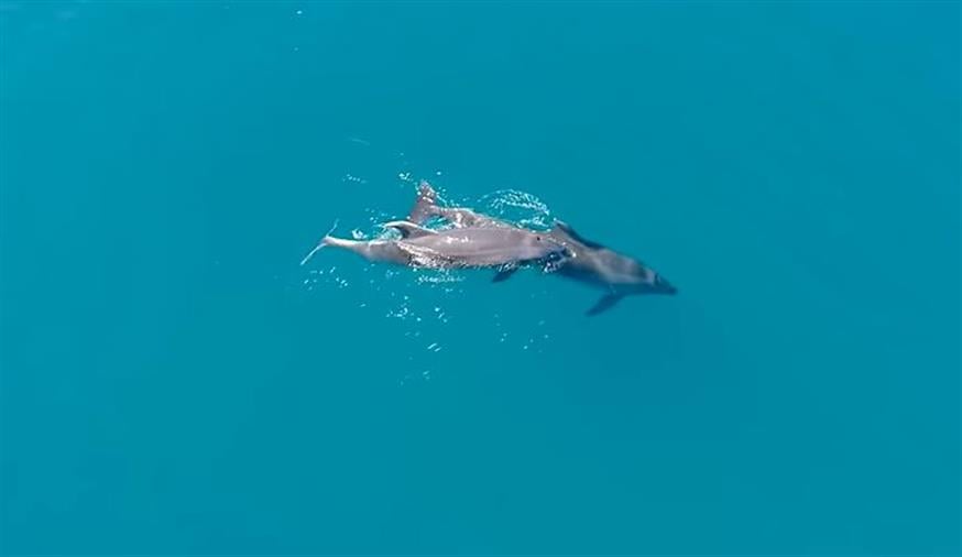 Δελφίνια «χορεύουν» στη Φθιώτιδα/Up Drones