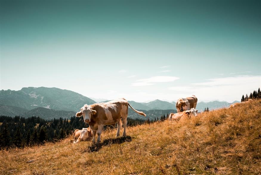 αγελάδες/unsplash