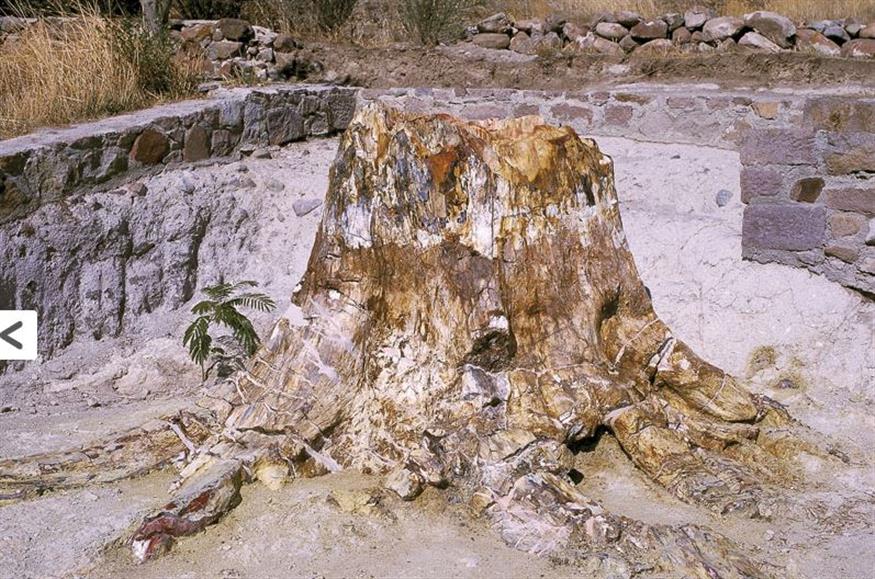 φωτογραφία αρχείου από Απολιθωμένο Δάσος Λέσβου (Copyright: petrifiedforest.gr)