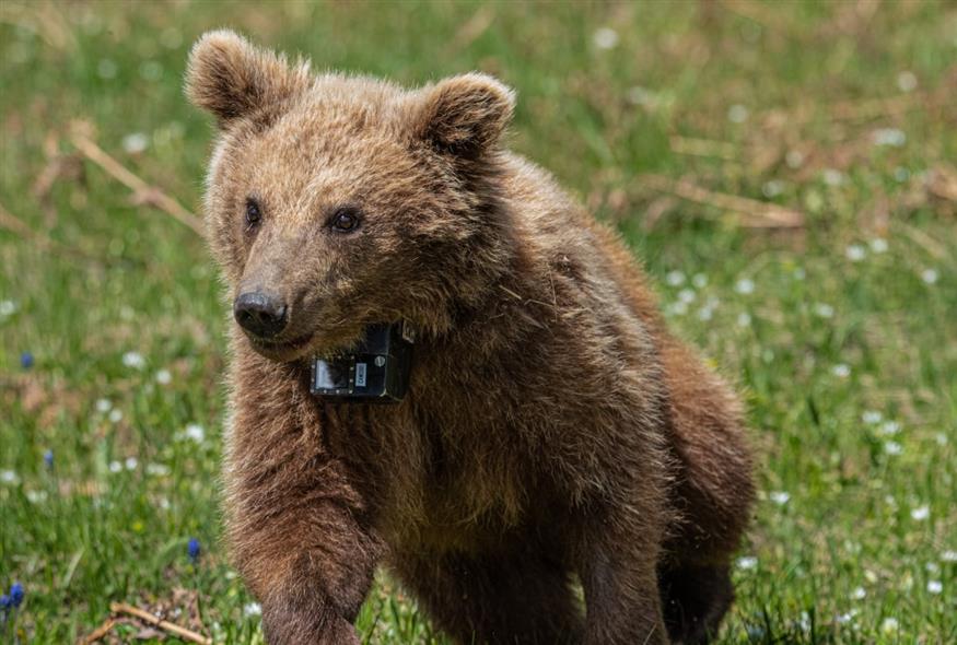 Αρκούδα (ΡΑΦΑΗΛ ΓΕΩΡΓΙΑΔΗΣ/EUROKINISSI)