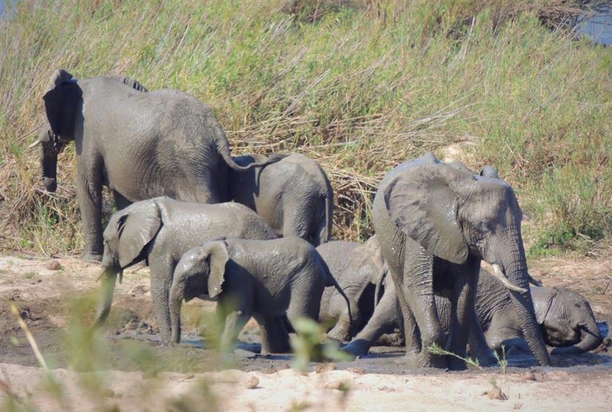 ελέφαντες (φωτογραφία αρχείου/ Associated Press)