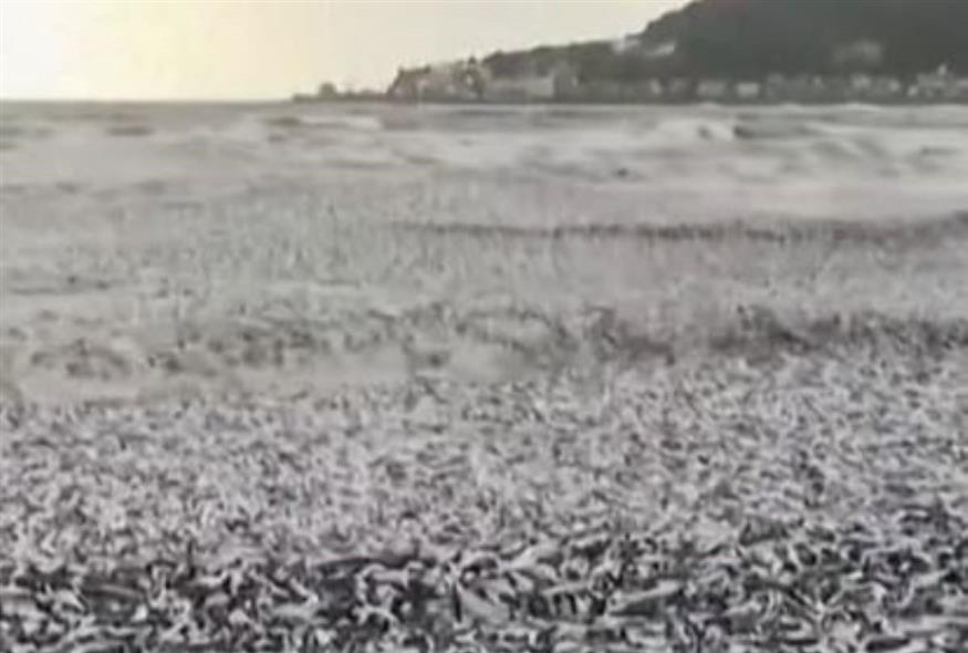 Θλίψη προκαλούν οι εικόνες από τα χιλιάδες νεκρά ψάρια που ξεβράστηκαν στην παραλία της Χακοντάτε στην Ιαπωνία (Video Capture)