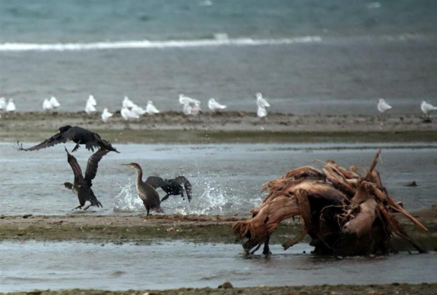 Ερωδιοί, πρασινοκέφαλες πάπιες, σκαλίδρες, χαραδριοί, φλαμίνγκο και μαυροκέφαλοι γλάροι είναι μεταξύ των πνηνών που βρίσκουν καταφύγιο στον υγροβιότοπο Σκάλας Ωρωπού - φωτογραφία carnetdevoyage.gr Ερωδιοί, πρασινοκέφαλες πάπιες, σκαλίδρες, χαραδριοί, φλαμίνγκο και μαυροκέφαλοι γλάροι είναι μεταξύ των πνηνών που βρίσκουν καταφύγιο στον υγροβιότοπο Σκάλας Ωρωπού - φωτογραφία carnetdevoyage.gr