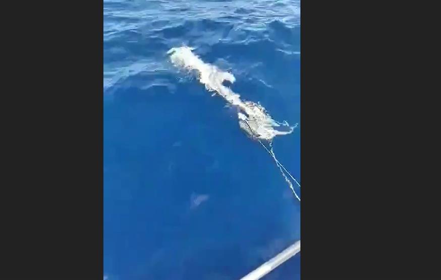 Ψαράδες στην Κρήτη έπιασαν καρχαρία