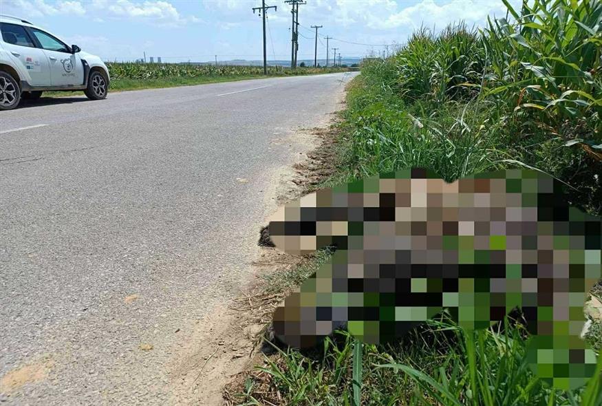 Νεκρή αρκούδα στη Φλώρινα (FACEBOOK)