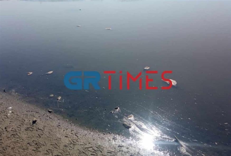 Εκατοντάδες νεκρά ψάρια ξεβράστηκαν στη λιμνοθάλασσα στα Ψακούδια Χαλκιδικής