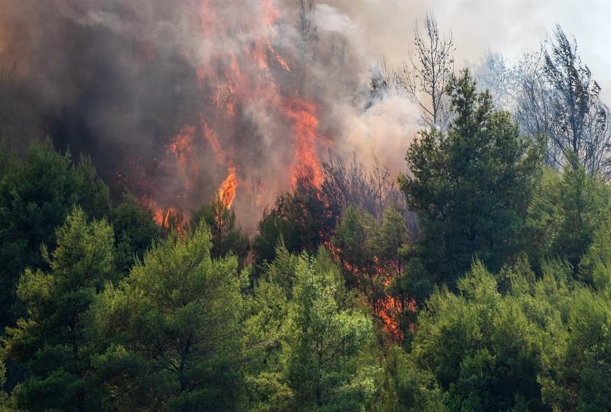 (EUROKINISSI/ILIALIVE.GR ΓΙΑΝΝΗΣ ΣΠΙΡΟΥΝΗΣ)