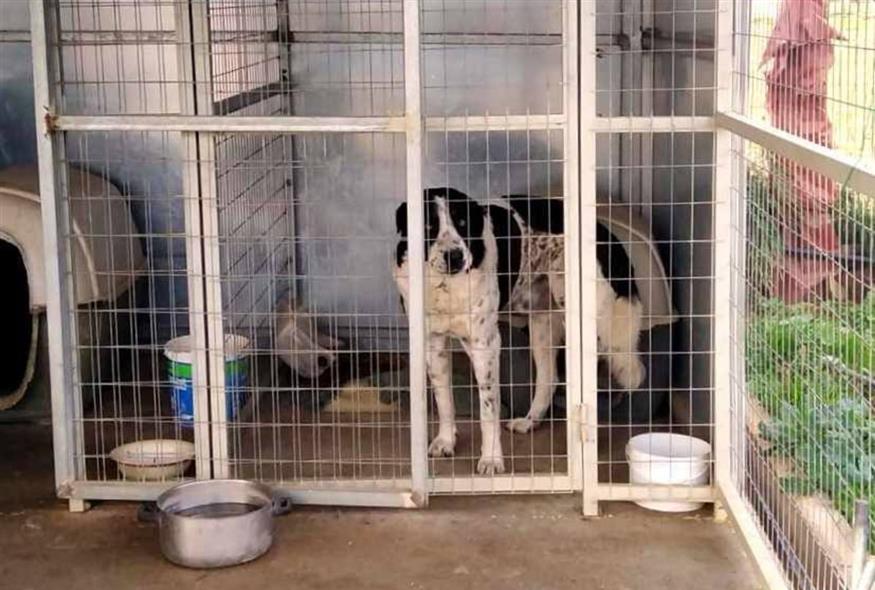 Σπαραχτικές εικόνες στο Κορωπί, με αδέσποτους σκύλους σε άθλιες συνθήκες (Φιλοζωική Δράση Εθελοντών Αγίας Μαρίνας Κορωπίου)